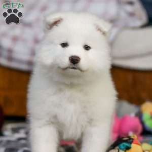 Moose, Samoyed Puppy